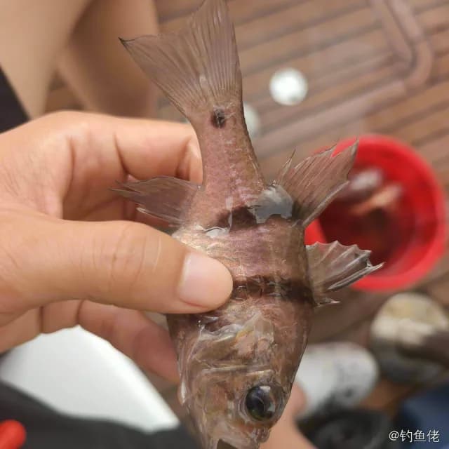 垂带天竺鲷钓获 深圳市 