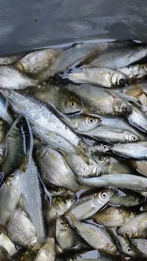 锤氏小沙丁鱼钓获 邢台市 0.01kg