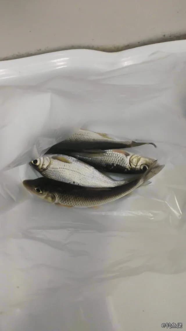 唇䱻钓获 南平市 0.1kg