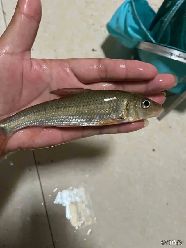 唇䱻钓获 永州市 1kg
