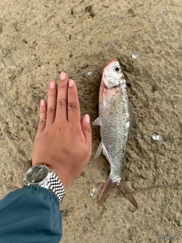 大海鲢钓获 阳江市 0.5kg