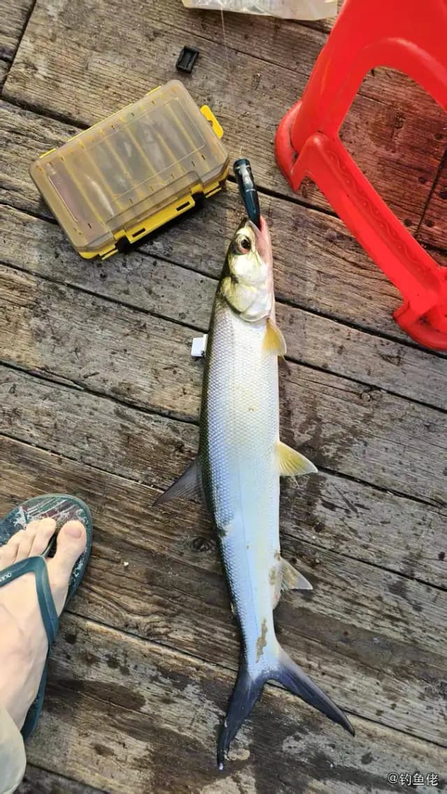 大海鲢钓获 厦门市 0.9kg