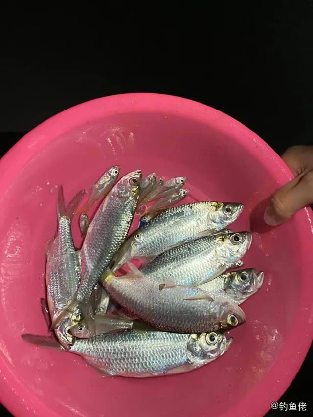 大海鲢钓获 汕尾市 4kg