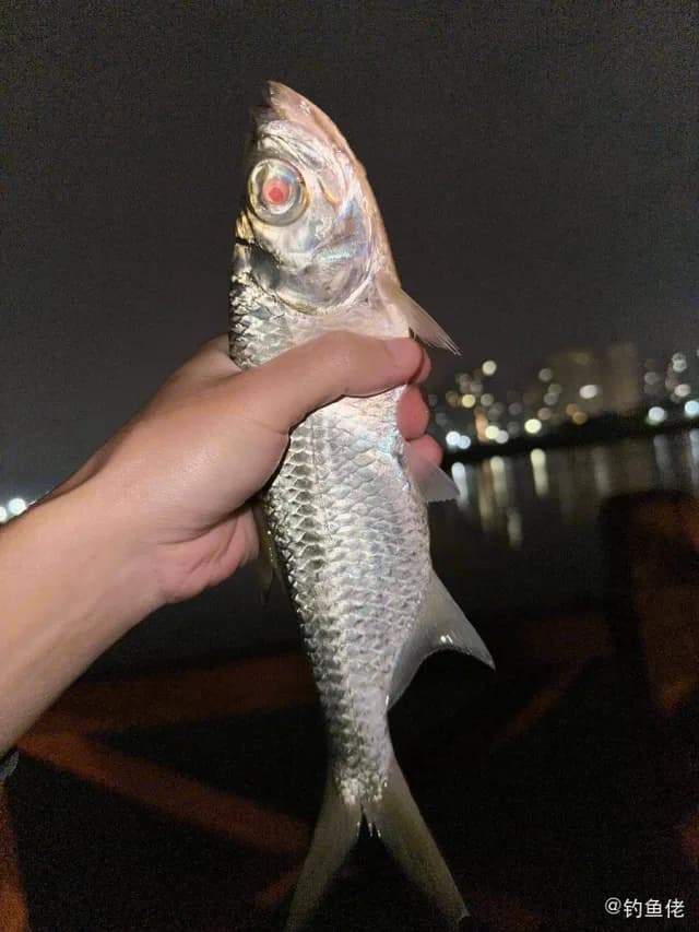 大海鲢钓获 惠州市 4kg