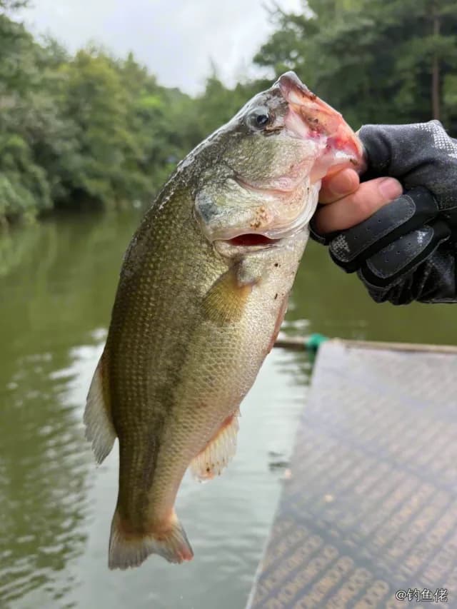 大口黑鲈钓获 宁波市 2.1kg