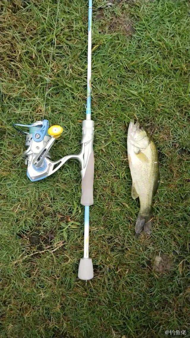 大口黑鲈钓获 合肥市 1.01kg