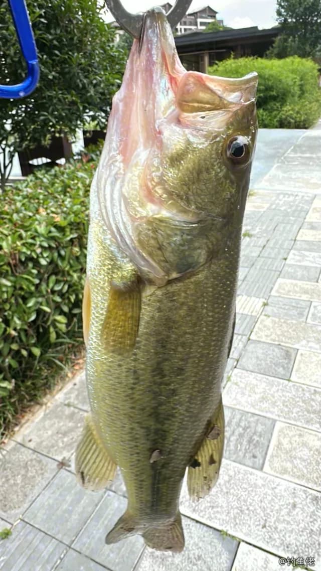 大口黑鲈钓获 安顺市 0.3kg