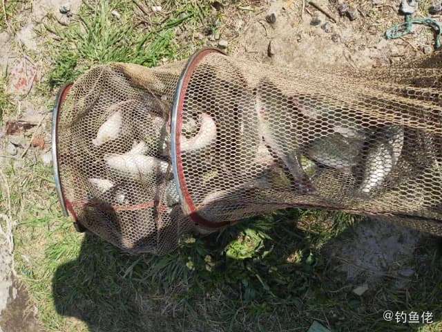 大口黑鲈钓获 上海市 1kg