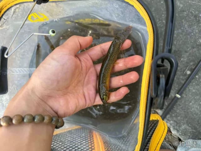 大鳞副泥鳅钓获 沈阳市 0.08kg