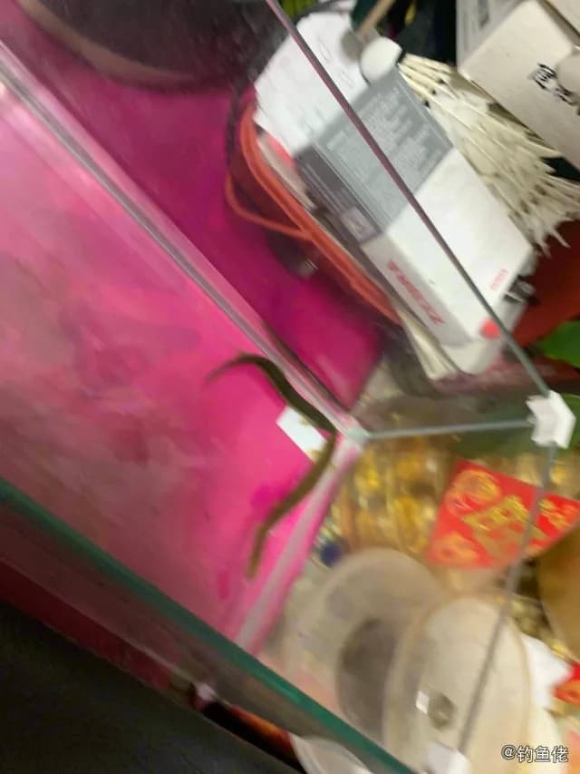大鳞副泥鳅钓获 泉州市 1kg
