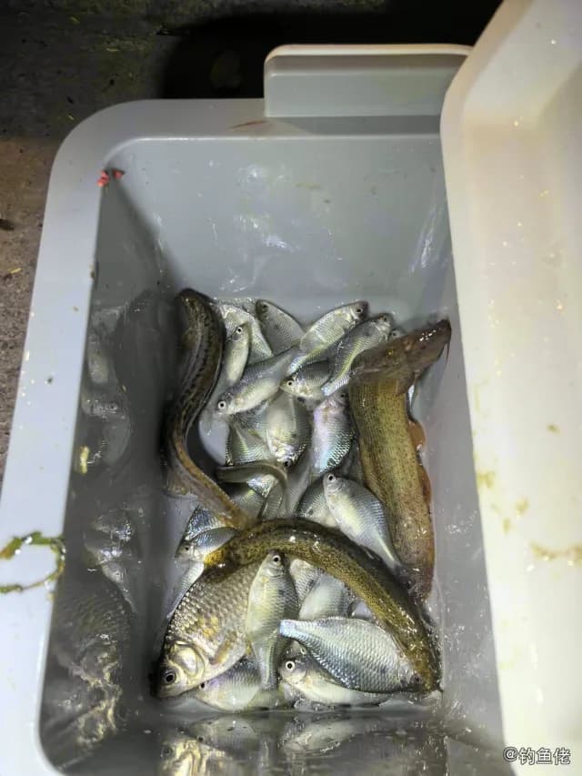 大鳞副泥鳅钓获 扬州市 0.01kg
