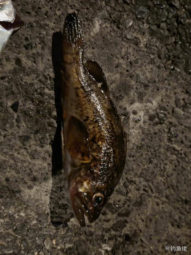 大泷六线鱼钓获 大连市 0.5kg