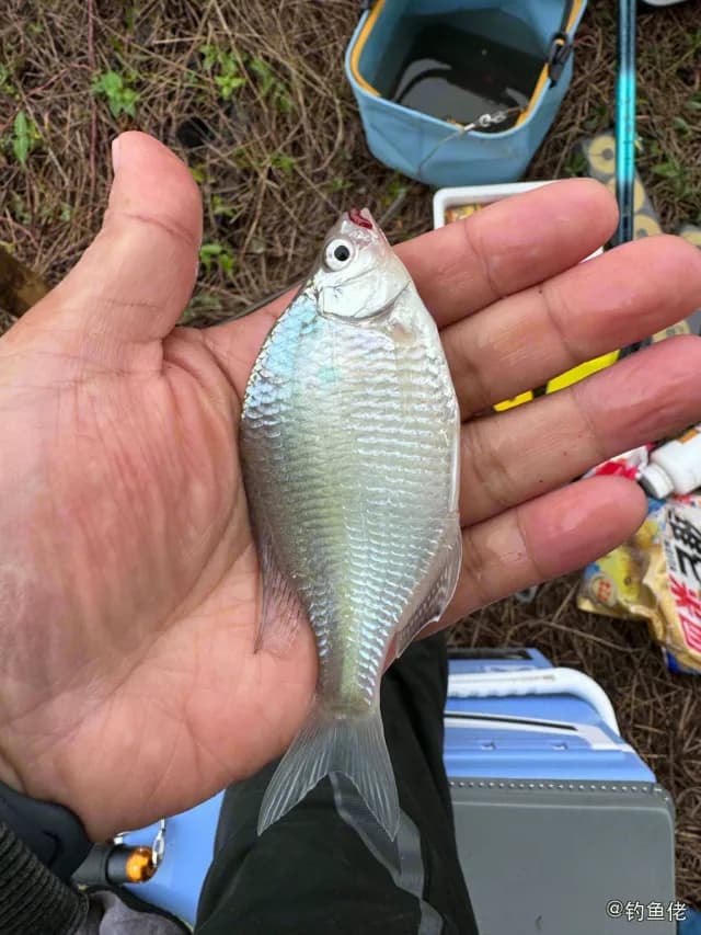 大鳍鱊钓获 宣城市 0.08kg