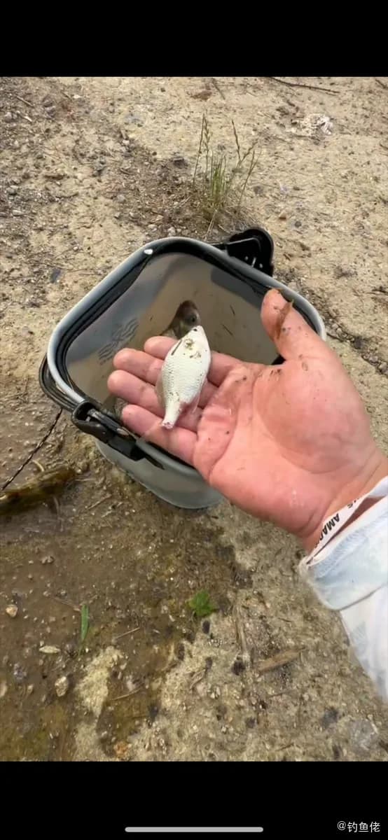 大鳍鱊钓获 上海市 0.01kg