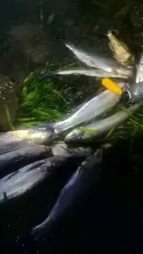 大神仙鱼钓获 湖州市 0.02kg