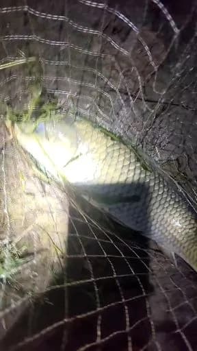 大神仙鱼钓获 贵阳市 0.02kg