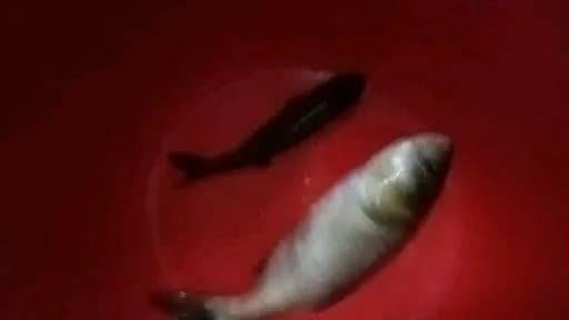 大头鳕钓获 吉安市 2.3kg