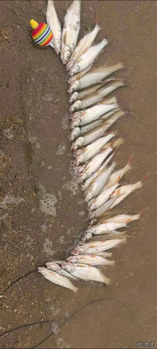 大头鳕钓获 吉林市 2.3kg
