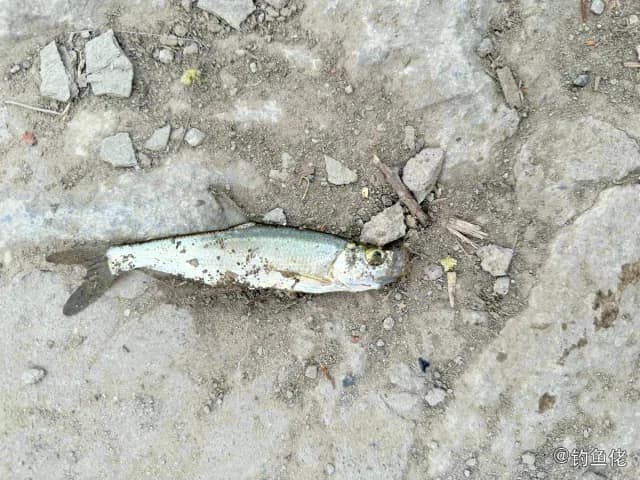 大眼海鲢钓获 北京市 1kg