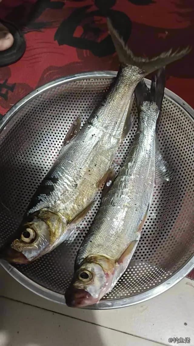 大眼海鲢钓获 重庆市 1kg