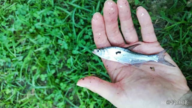 大眼海鲢钓获 武汉市 1kg