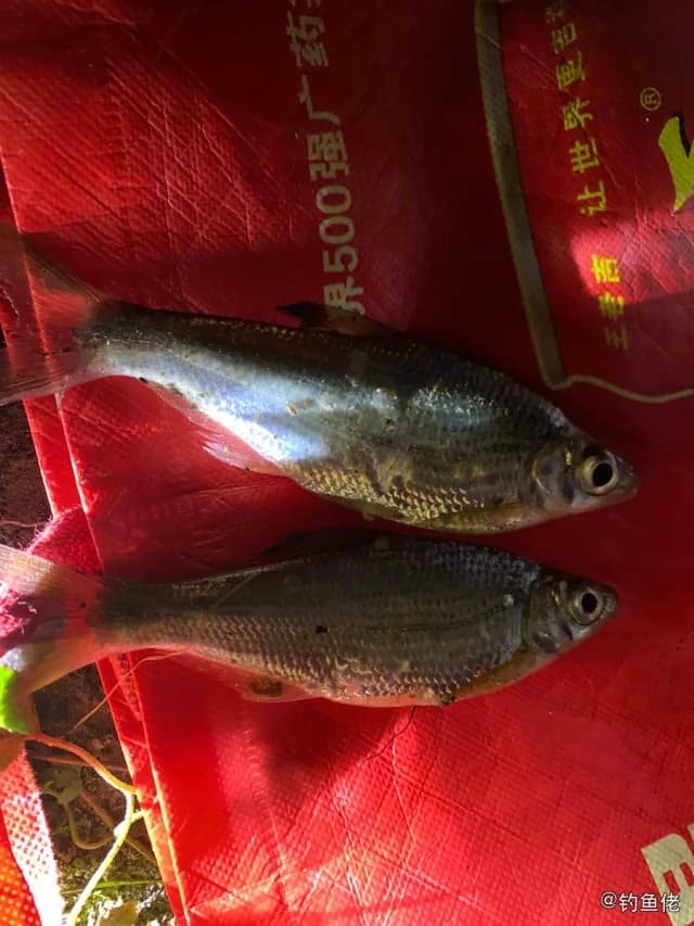 大眼华鳊钓获 重庆市 0.1kg