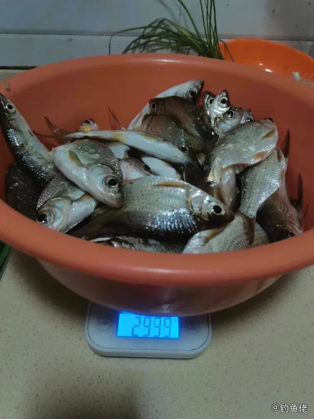 大眼华鳊钓获 桂林市 0.24kg