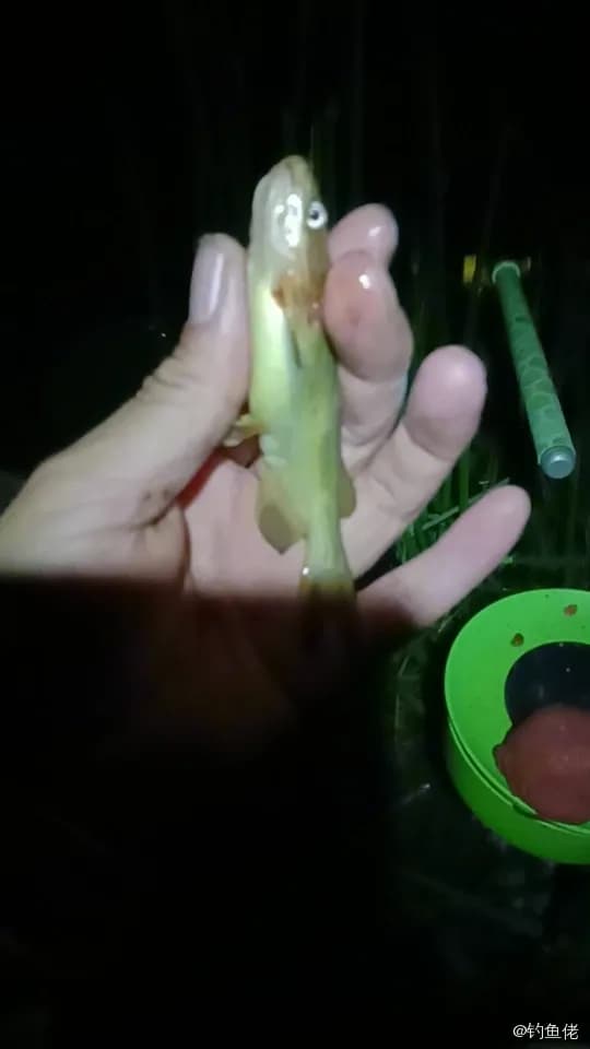 带尾美鳍鱼钓获 唐山市 0.1kg