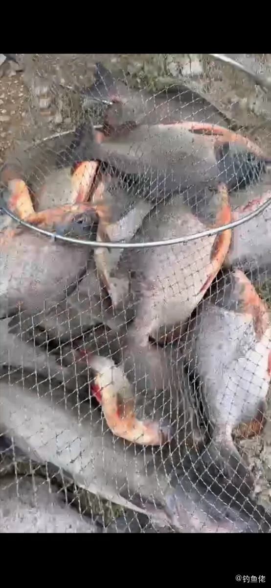 淡水红鲳钓获 上海市 1kg