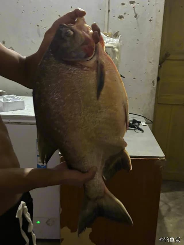淡水红鲳钓获 湛江市 2.5kg