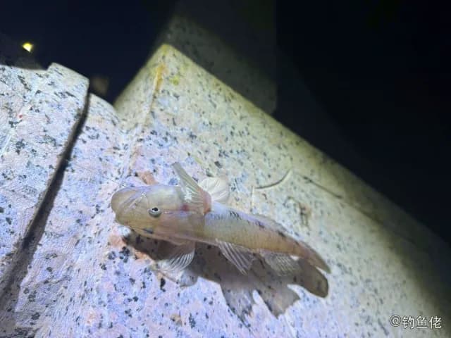 弹涂鱼钓获 珠海市 0.3kg