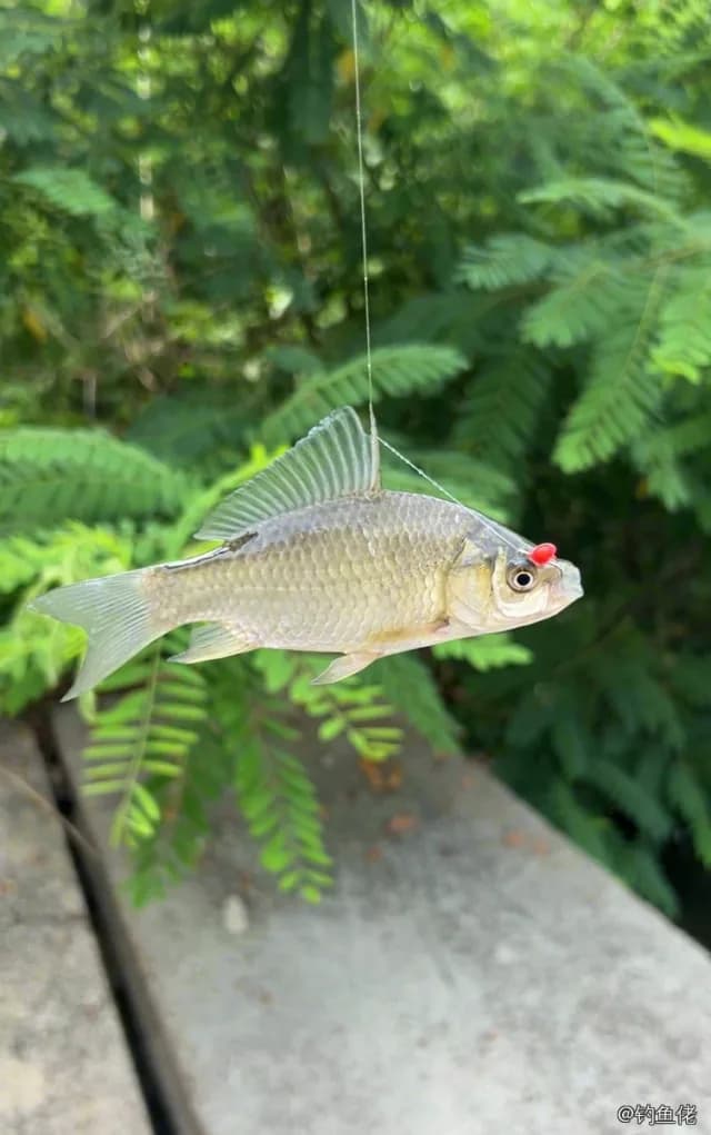 点额丝足鲈钓获 唐山市 0.45kg