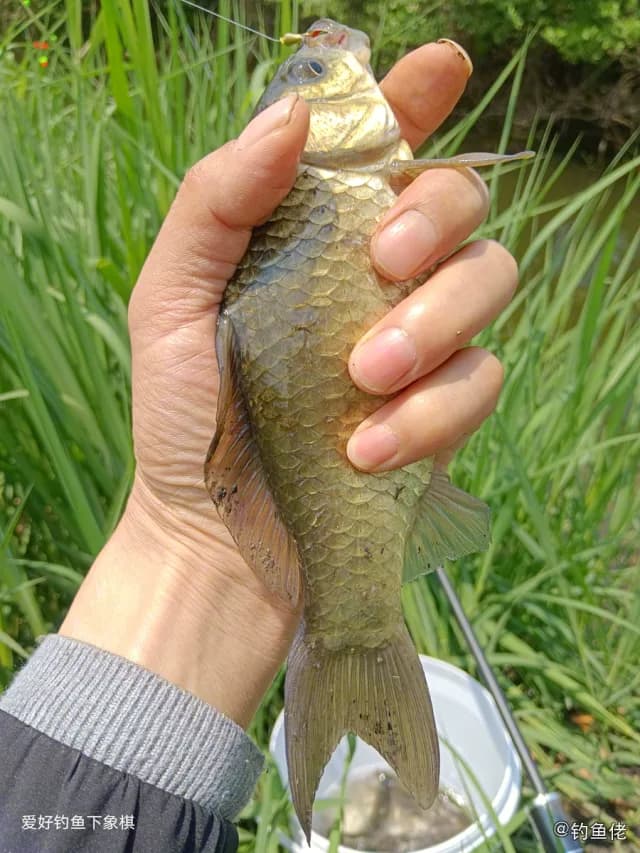 东方墨头鱼钓获 扬州市 0.15kg