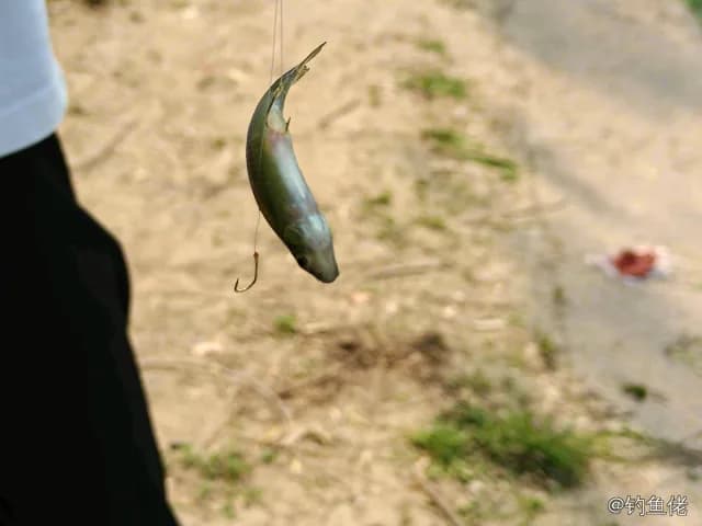 东方墨头鱼钓获 济南市 0.01kg