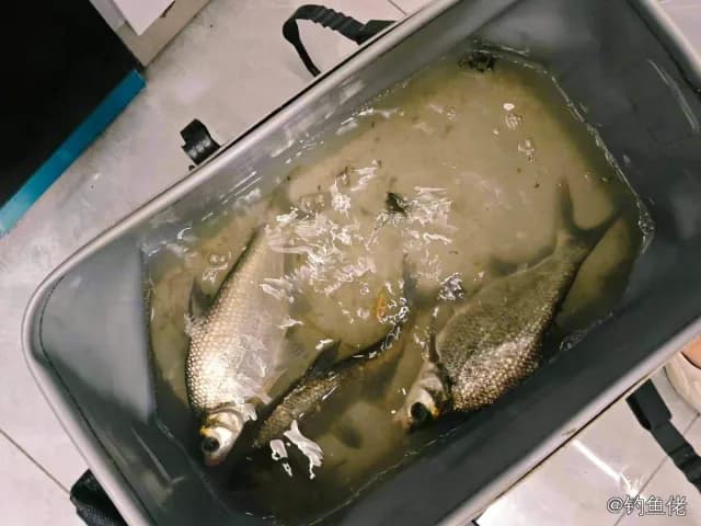 东方欧鳊钓获 上饶市 1.1kg