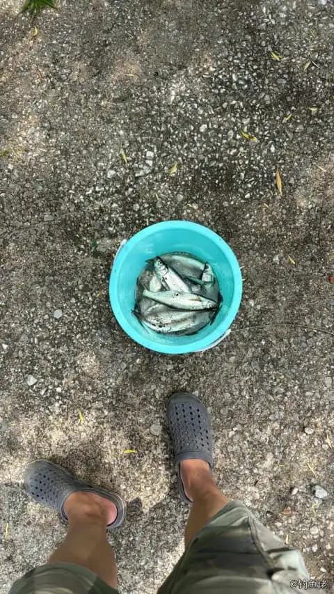 杜氏棱鳀钓获 济宁市 0.1kg