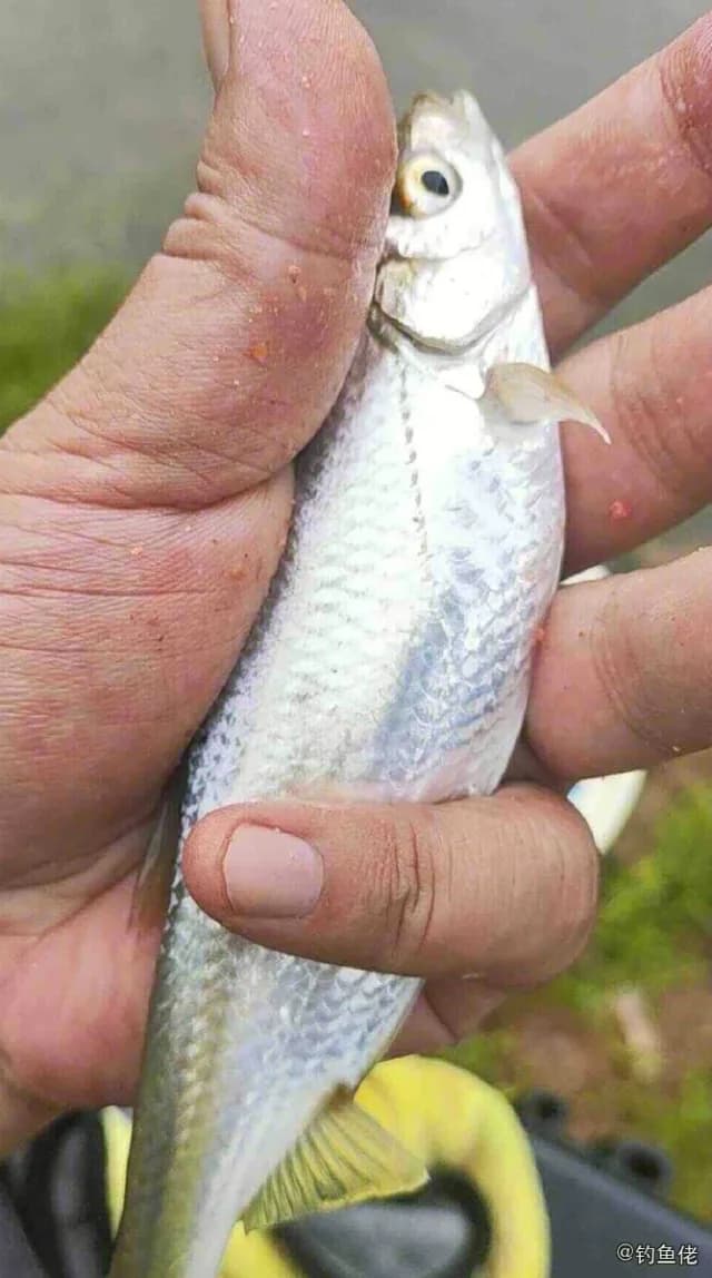 杜氏棱鳀钓获 衡水市 0.02kg