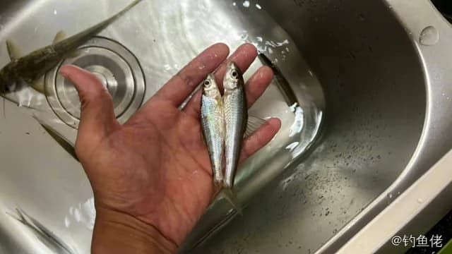 杜氏棱鳀钓获 重庆市 0.1kg