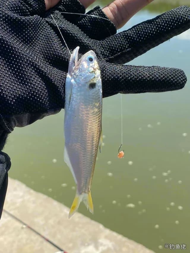 杜氏棱鳀钓获 湛江市 0.1kg