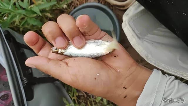 杜氏棱鳀钓获 广安市 