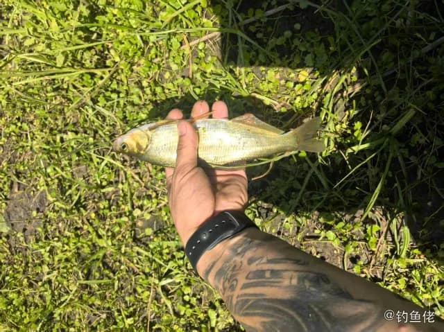 杜氏棱鳀钓获 长春市 0.5kg