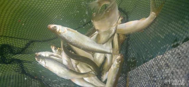短头亮鲃钓获 威海市 0.2kg