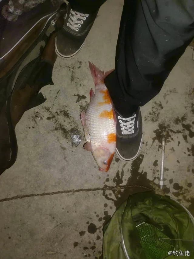 多带副绯鲤钓获 石家庄市 1.2kg