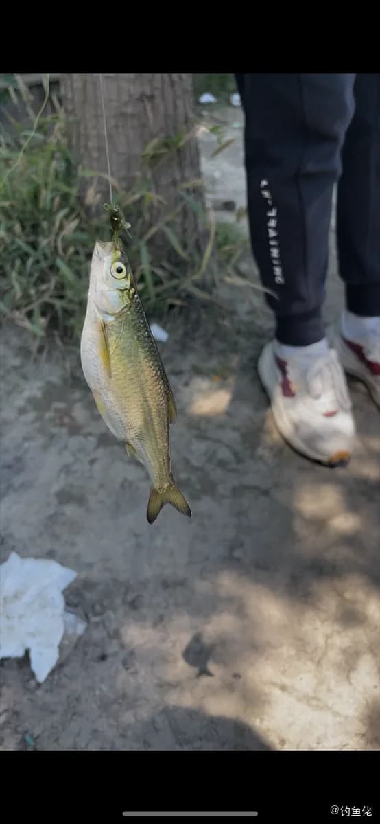 凡氏下银汉鱼钓获 郑州市 0.1kg