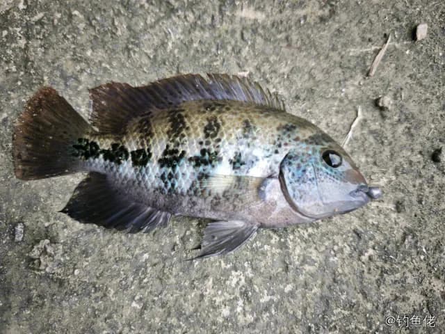 粉红副尼丽鱼钓获 深圳市 0.15kg