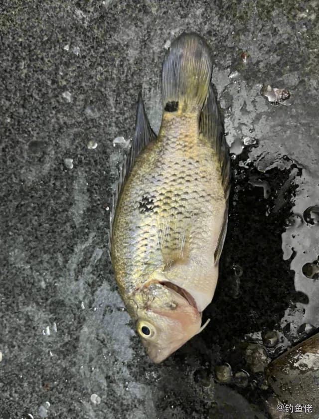 粉红副尼丽鱼钓获 海南省 1.2kg