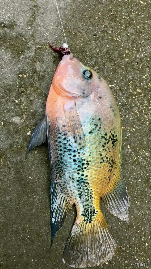 粉红副尼丽鱼钓获 珠海市 0.15kg