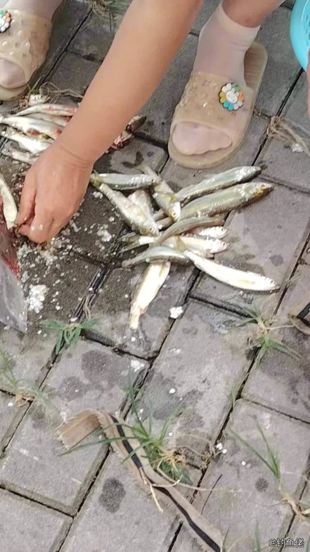 凤鲚钓获 苏州市 0.02kg