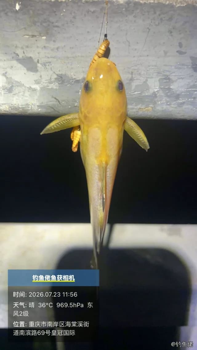 凤鲚钓获 重庆市 0.02kg