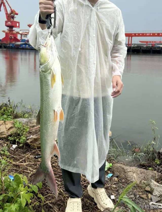 鳡鱼钓获 合肥市 4kg